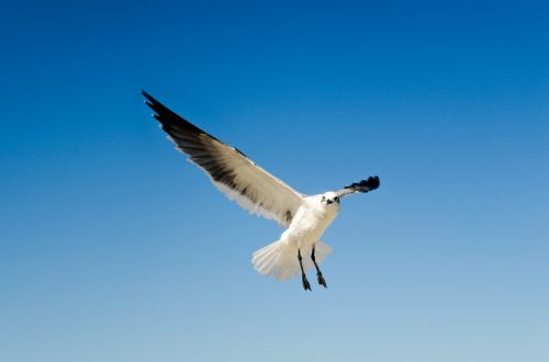 Seagull 2