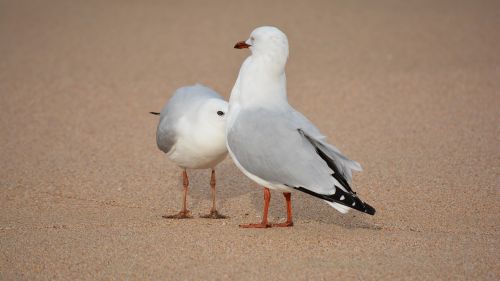 seagull bird gull