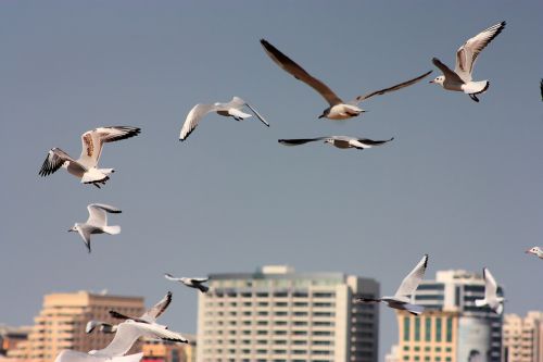 seagull fly bird