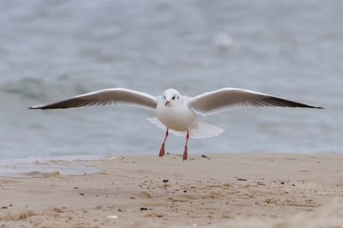 seagull water bird water