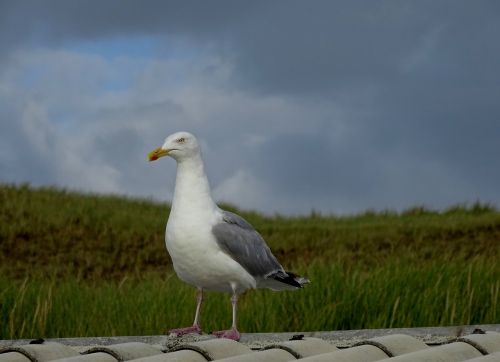 seagull beach roof