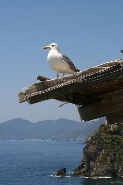 seagull sea cliff
