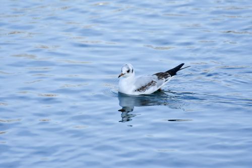 seagull water bird