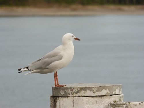 seagull sea gull