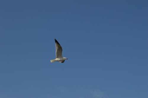 seagull sky ave