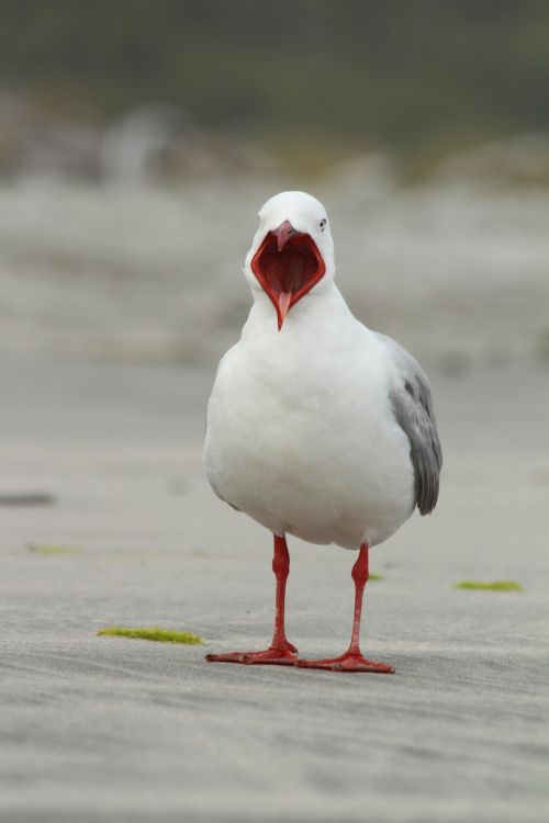 seagull bird mouth