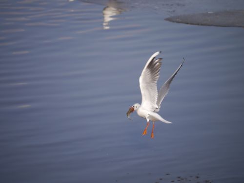 seagull bird danube