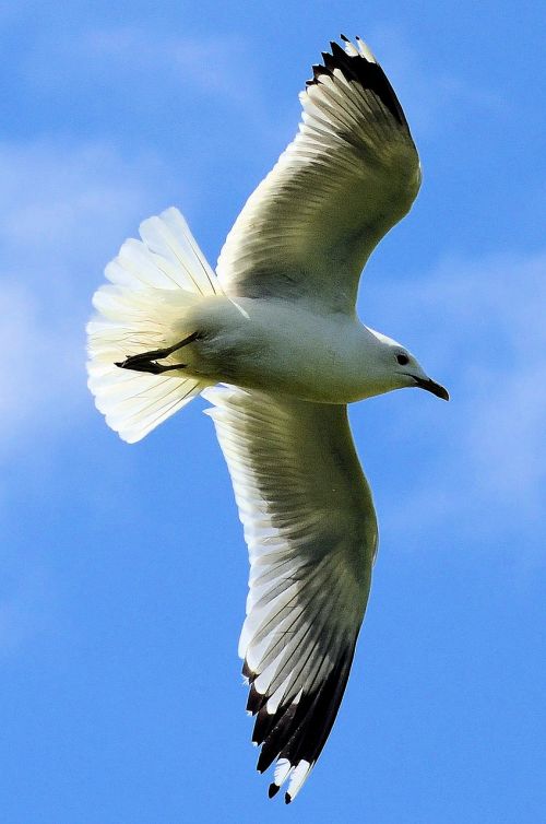 seagull bird sky