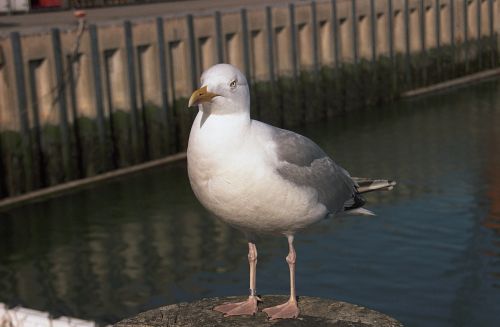seagull standing docks