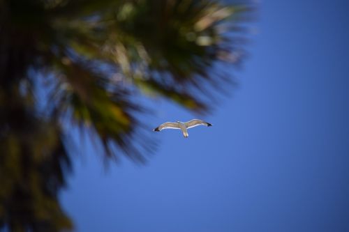 seagull palm bird