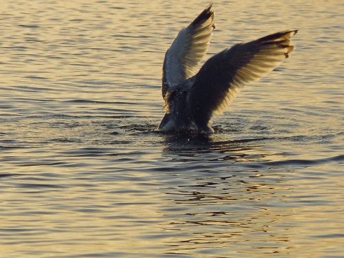 seagull sea morning light