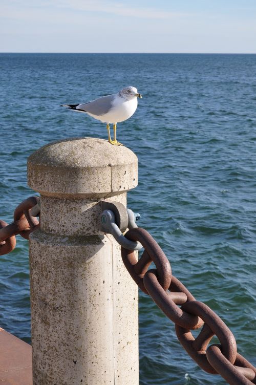 seagull waterfront bird
