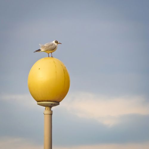 seagull bird water bird