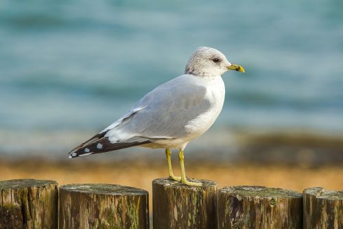 seagull ocean coast