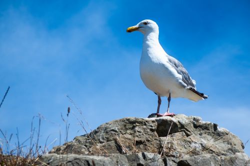 seagull summer flight
