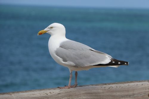 seagull bird animal