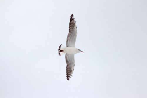 seagull bird wild bird
