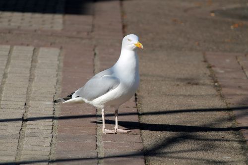 seagull goëland bird