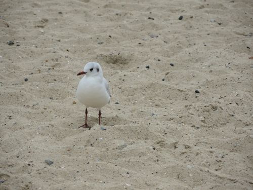 seagull north sea beach