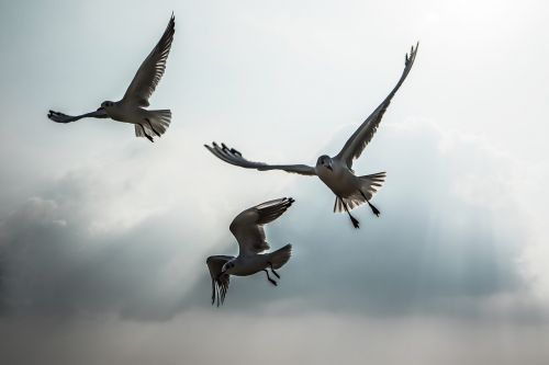 seagull new beach