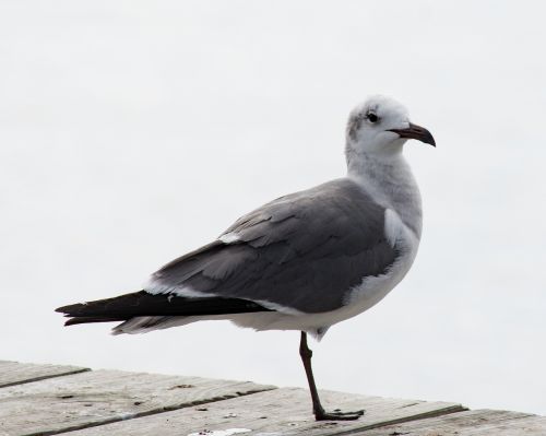 seagull bird white