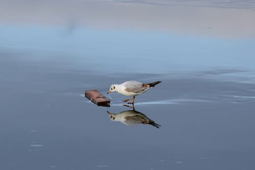seagull ice bird