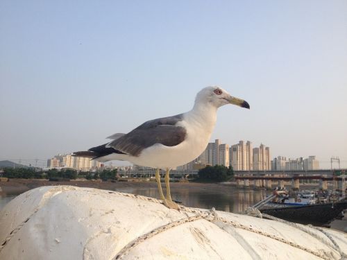 seagull beach new