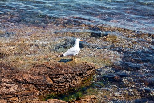 seagull bird sea ​​birds