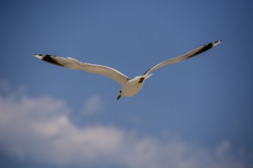 seagull nature water bird