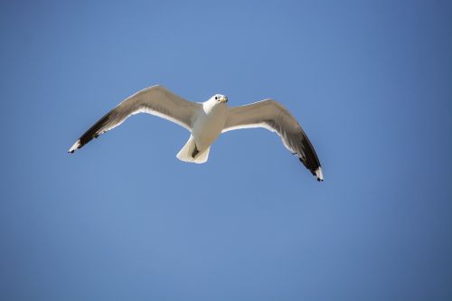 seagull summer water bird