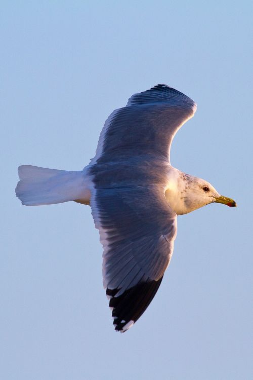 seagull flight seabird