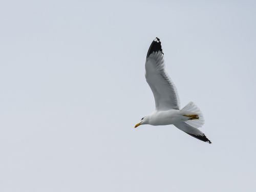 seagull sea bird