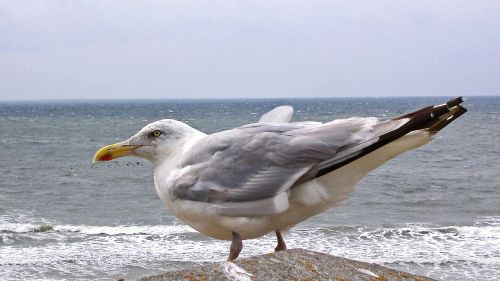 seagull sea north sea