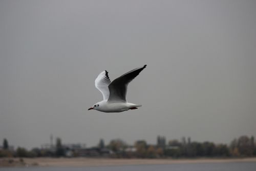 seagull white flight