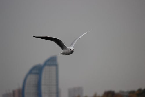 seagull white flight