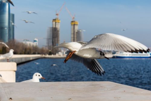 seagull flight bird