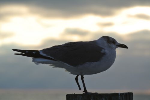 seagull one bird