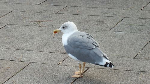 seagull gull bird