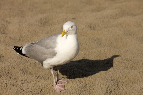 seagull sand beach