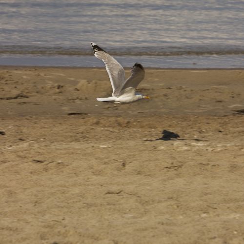 seagull flight sand