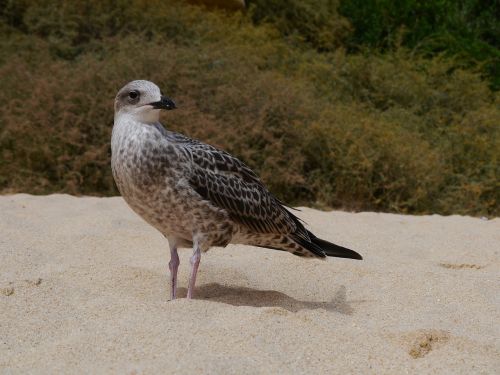 seagull beach bird