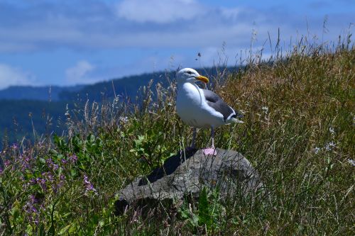 seagull california wildlife