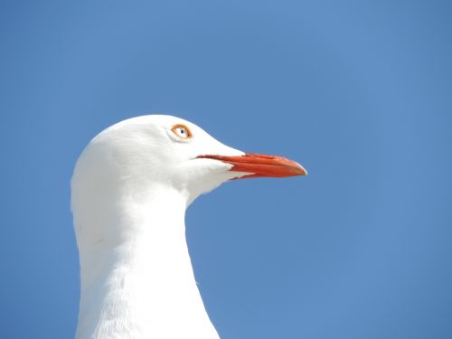 seagull seabird bird