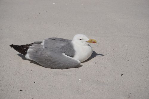 seagull islands cies