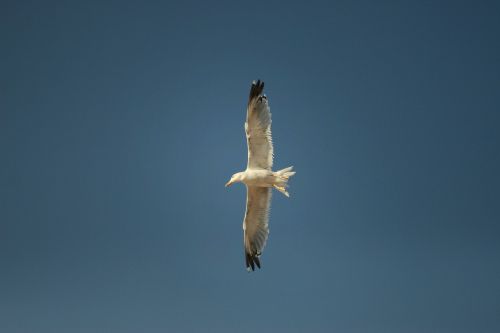 seagull bird flight