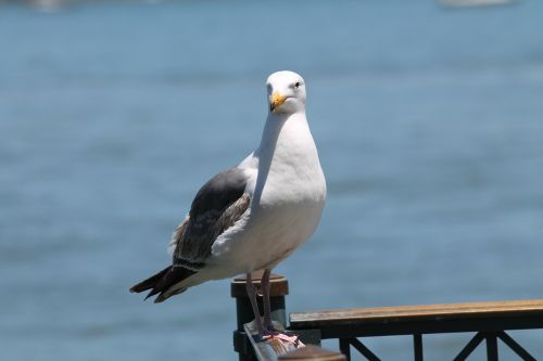 seagull sea bird