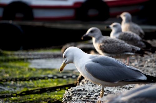 seagull marine moss