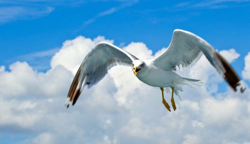 seagull sea birds water bird