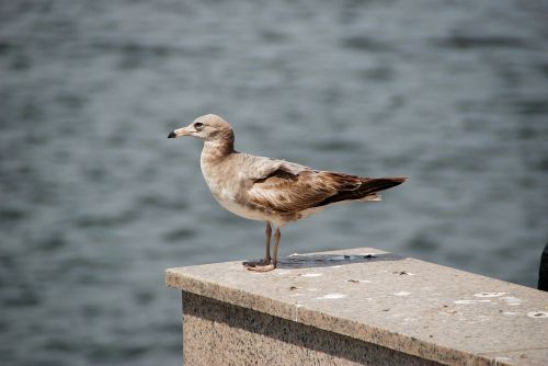 seagull birds incheon beach