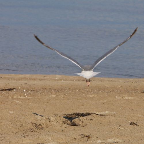 seagull bird animal